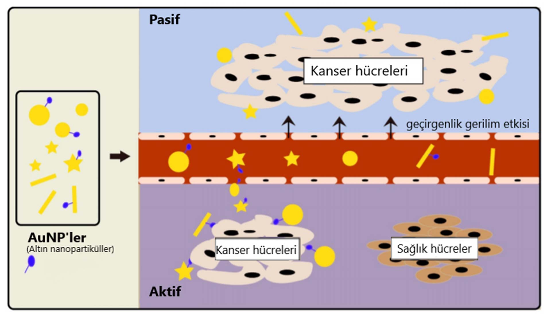passive and active gold nanoparticle targeting