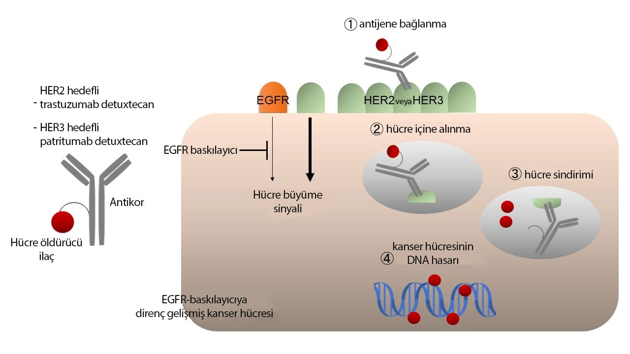 Mechanism of action of patritumab deruxtacan HER3 Dxd