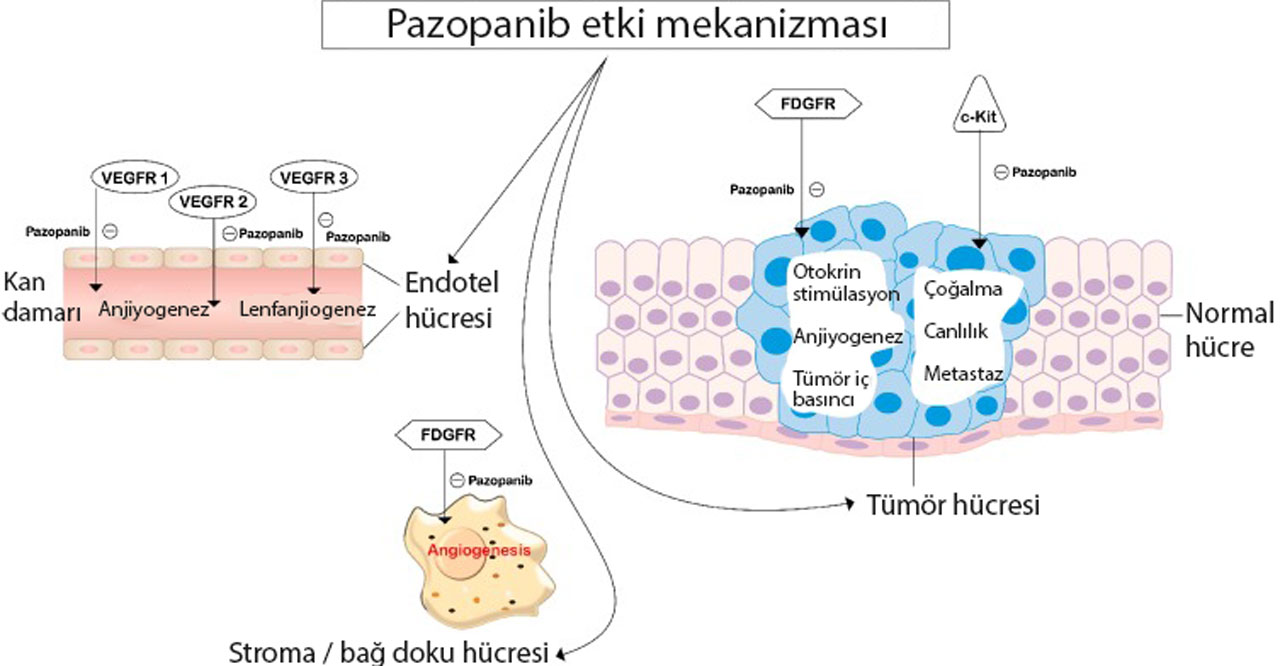 Pazopanib Votrient Vopazzi mechanism of action