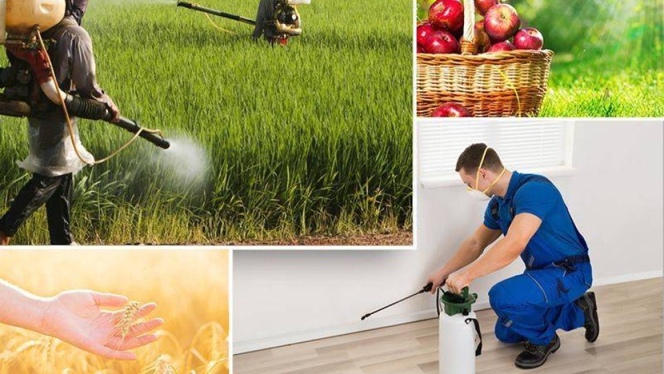 Pestisit nedir? Sağlığa zararlı mıdır, kanser riski oluşturur mu?