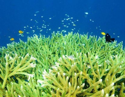 Plankton nedir? Bitkisel plankton sağlığa yararlı mıdır? Kanser tedavisinde yeri var mı?