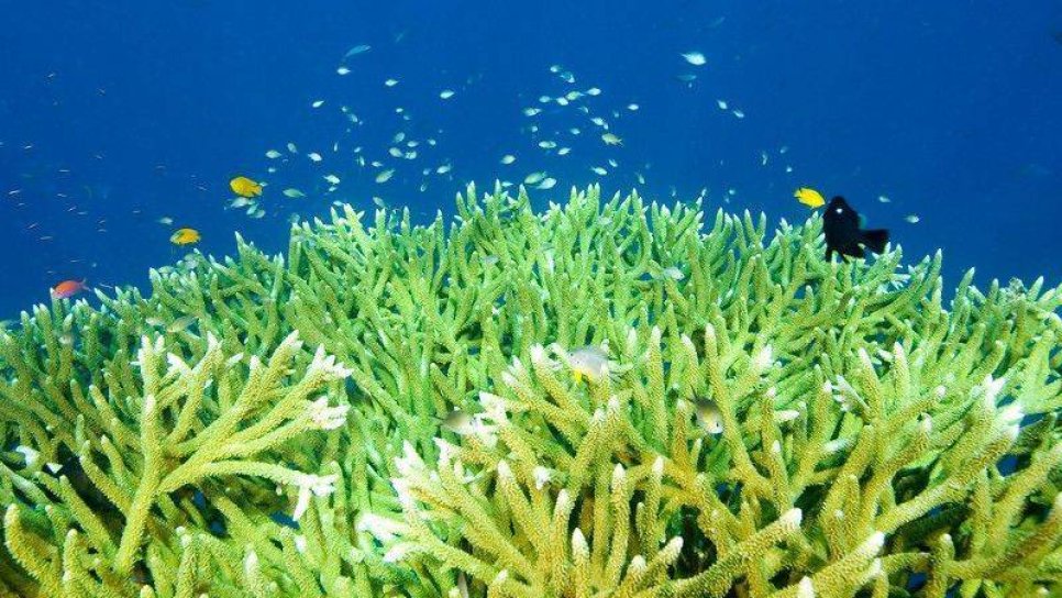 Plankton nedir? Bitkisel plankton sağlığa yararlı mıdır? Kanser tedavisinde yeri var mı?