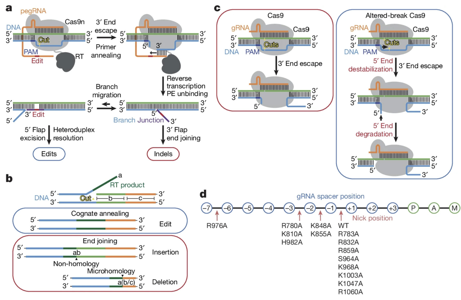 prime editing ve vpe variable prime editor sistemleri nasil calisiyor ve neden bazi duzenlemelerde