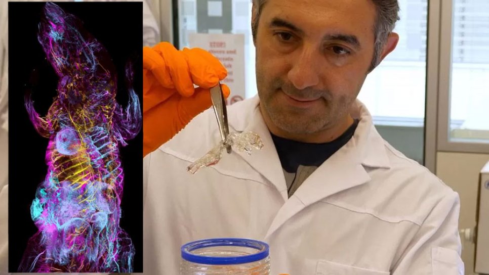 Tehnica șoarecilor transparenți a prof. Ali Ertürk, o revoluție pentru testarea medicamentelor anticancer