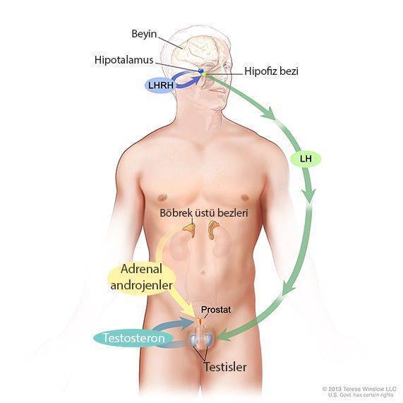 prostat kanseri hormo tedavisi beyin hipotalamus hipofiz adrenal testis aksi 28008