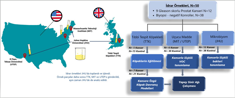 prostat kanseri tespit eden kopek calismasi semasi 145773