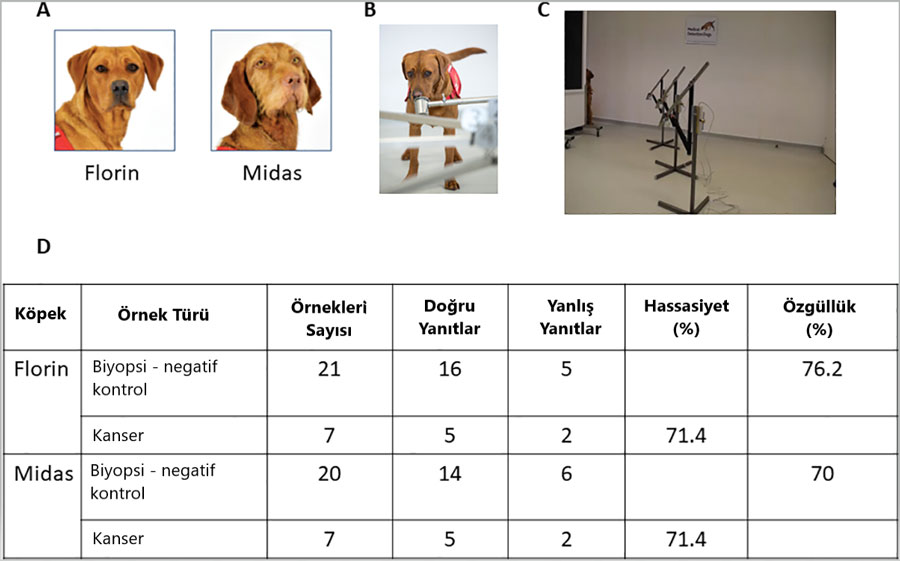 prostat kanseri tespit eden kopek calismasi tablo 711666