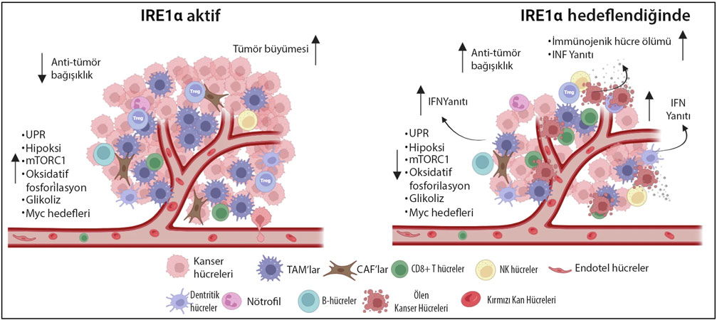 prostat kanserinde ire1a hedeflemek tumor mikrocevresini yeniden programliyor ve prostat kanserinde