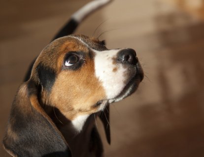 Prostat kanserini tespit eden köpekler