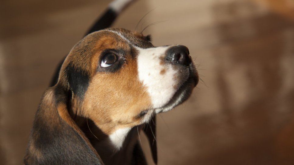 Prostat kanserini tespit eden köpekler