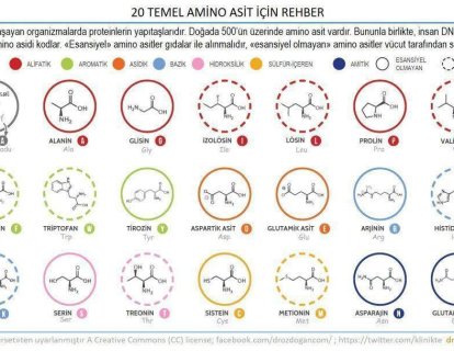 Aminoasit nedir?