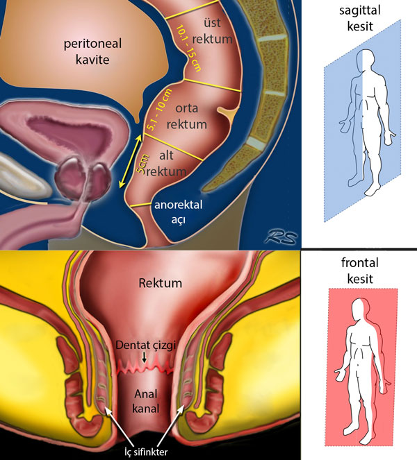 Anatomie und Abschnitte des Rektums: unten, Mitte, oben