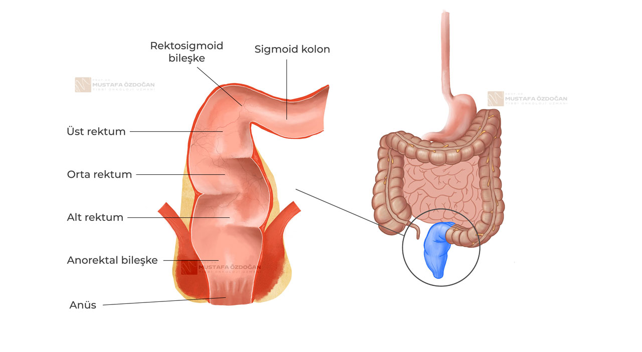 rektumun yerlesimi anatomisi ust orta alt distal proksimal rektum 992295