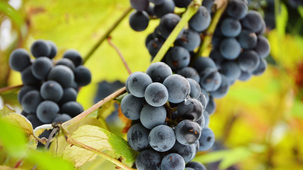 What Is Resveratrol? What Are Supplements Used For? Benefits and Risks