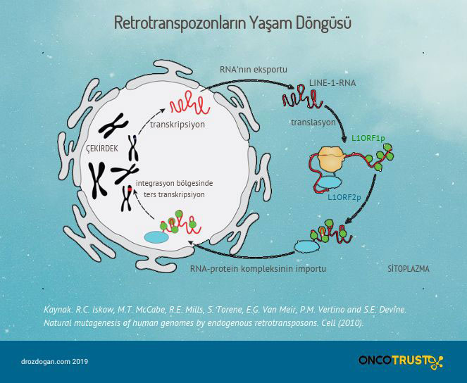 retrotranspozonlarin yasam dongusu 80417