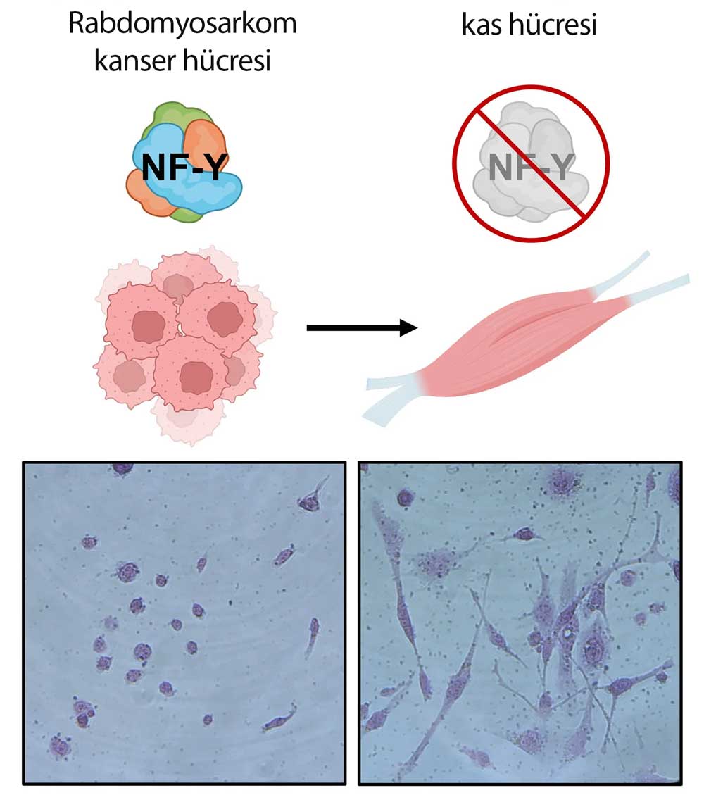 rms hucrelerinin crispr ile saglikli kas hucrelerine donusumu 891145