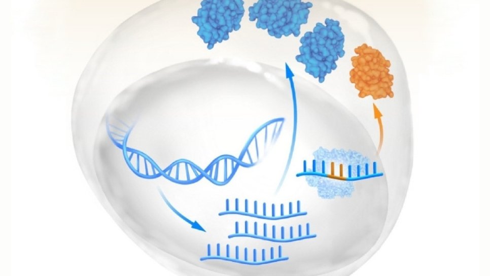 RNA-Editierung im Aufschwung – Kann sie die Grenzen der CRISPR-Geneditierung überwinden?