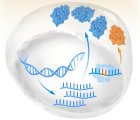 RNA Düzenlemesi Yükselişte – CRISPR Gen Düzenlemesinin Sınırlamalarını Aşabilir mi?