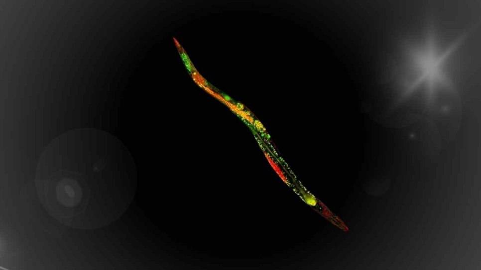 RNA-Interferenz 1998 – Die Expression eines Zielgens ausschalten