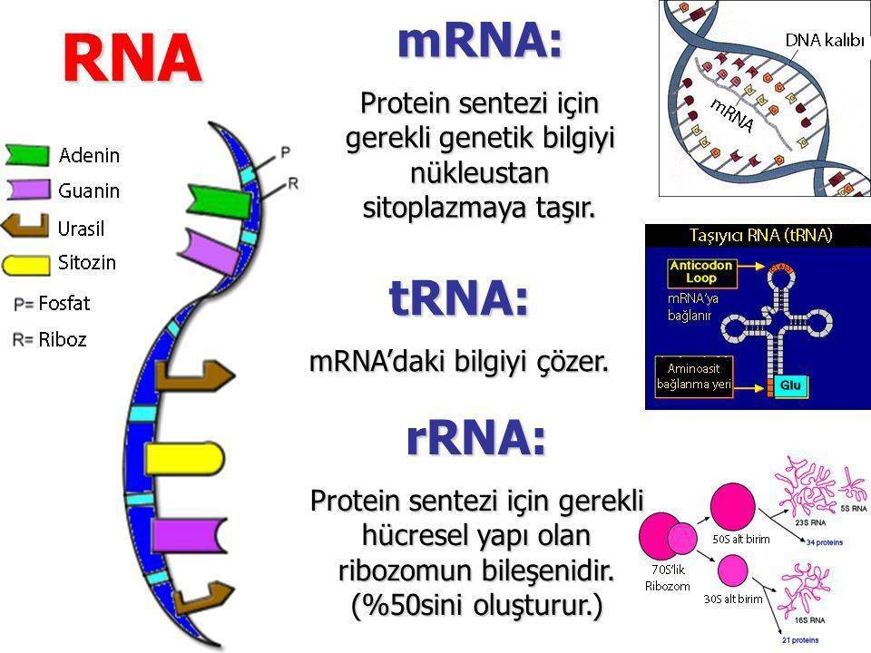 rna nedir rna nin yapisi nasildir dna dan farklari 239193