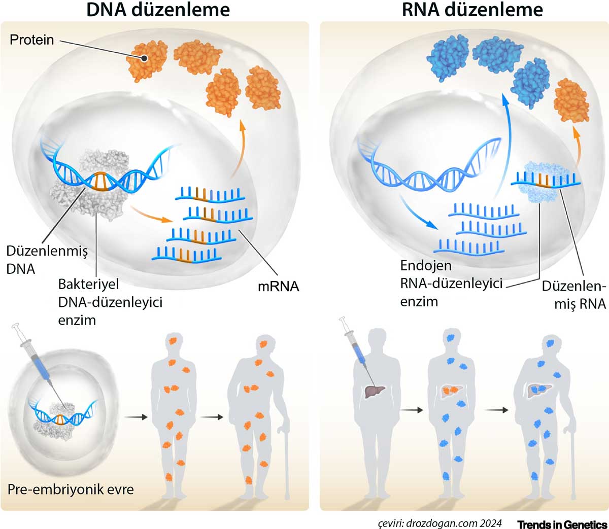 Unterschiede zwischen RNA- und DNA-Editierung mit CRISPR
