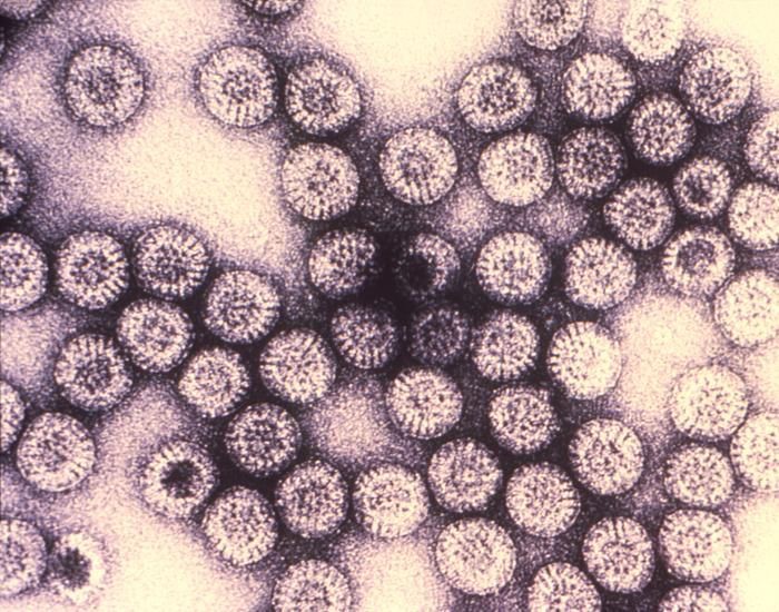 rotavirus 792777