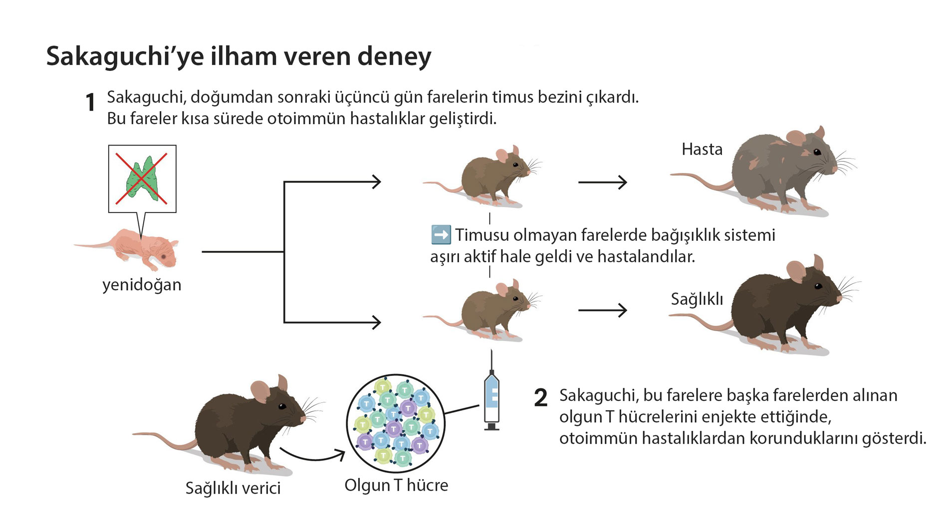 sakaguchi ilham veren deney nobel tip odulu 2025 328808