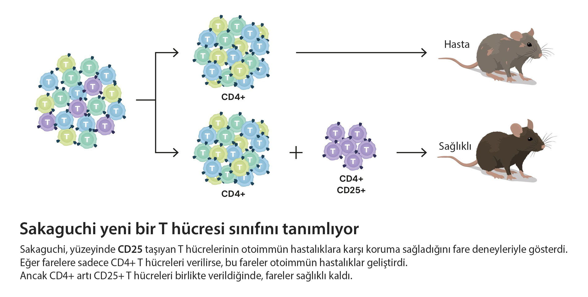 sakaguchi yeni bir t hucresi sinifini tanimliyor nobel tip odulu 2025 439053