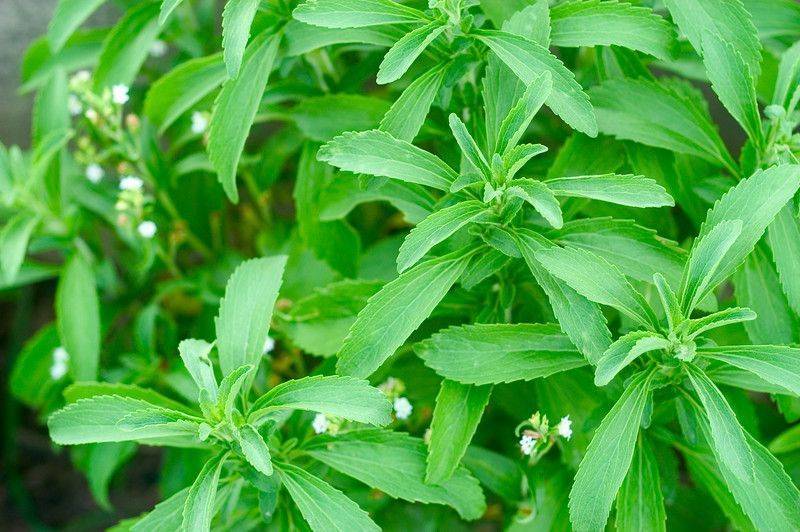 seker otu Stevia nedir 916865