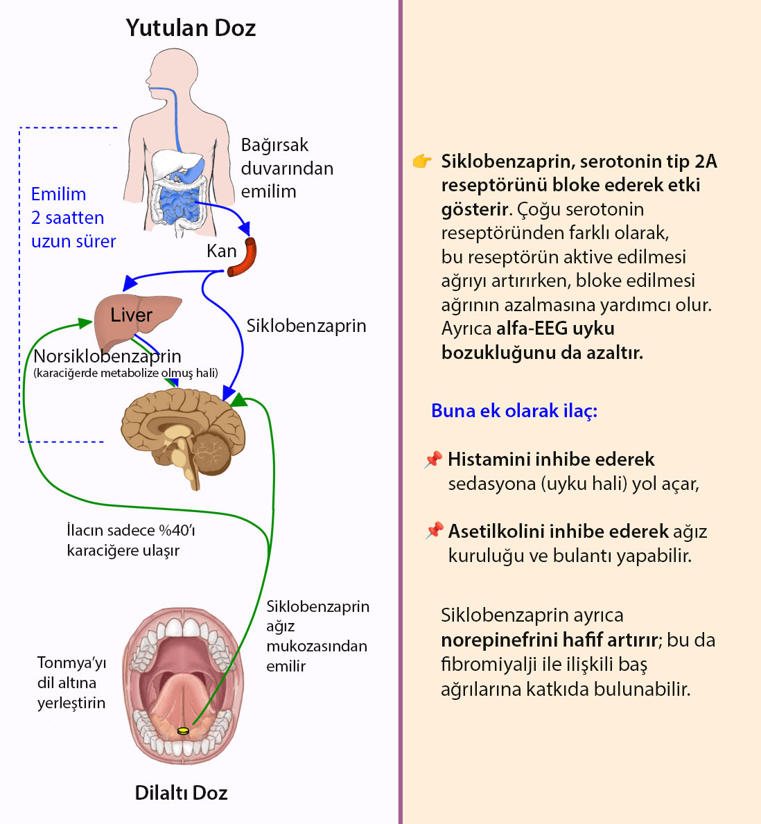 siklobenzaprin hidroklorur tonmya etki mekanizmasi 700450