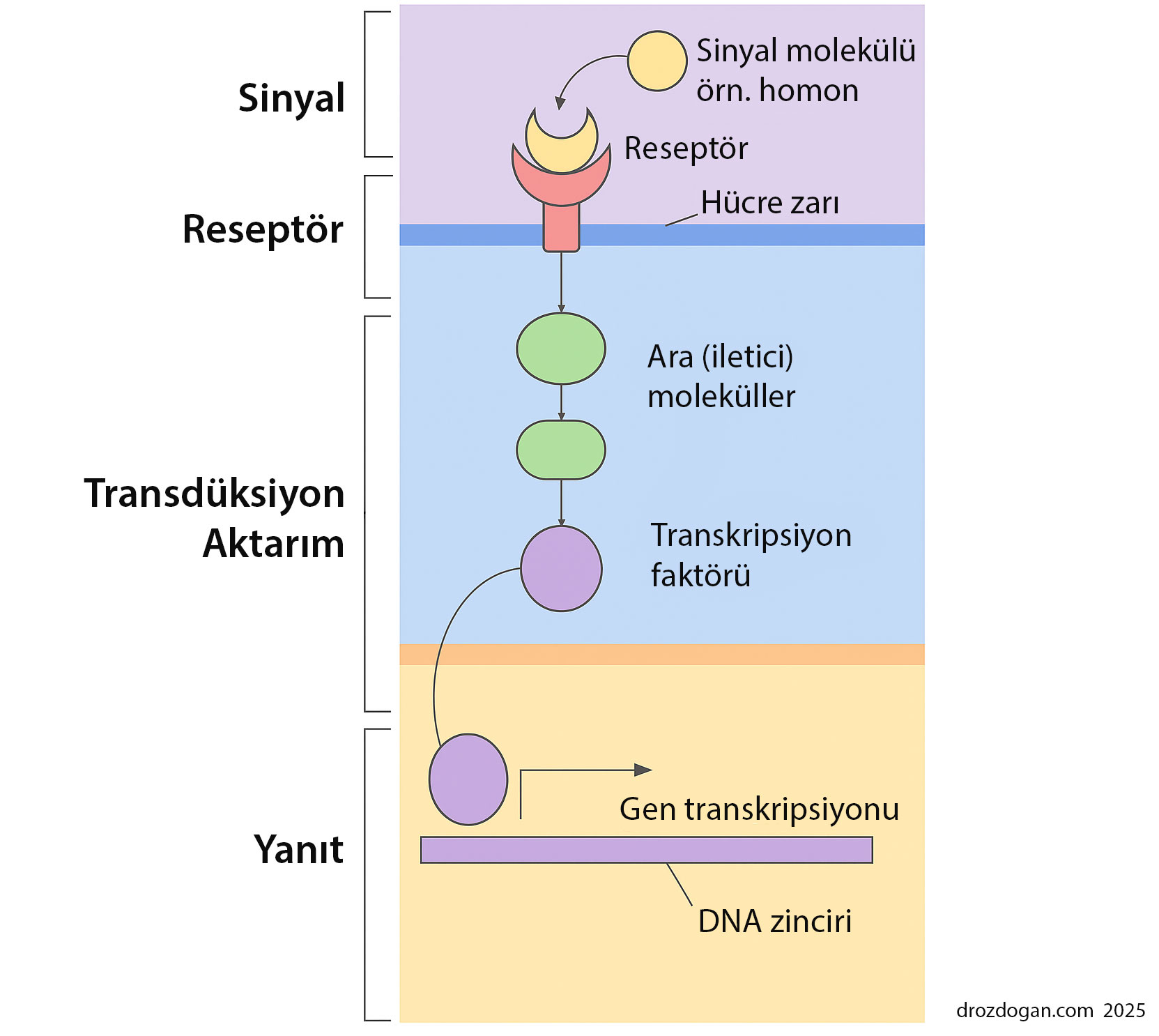 Procesul pas cu pas de la moleculele de semnalizare la transcripția genelor fluxul informației