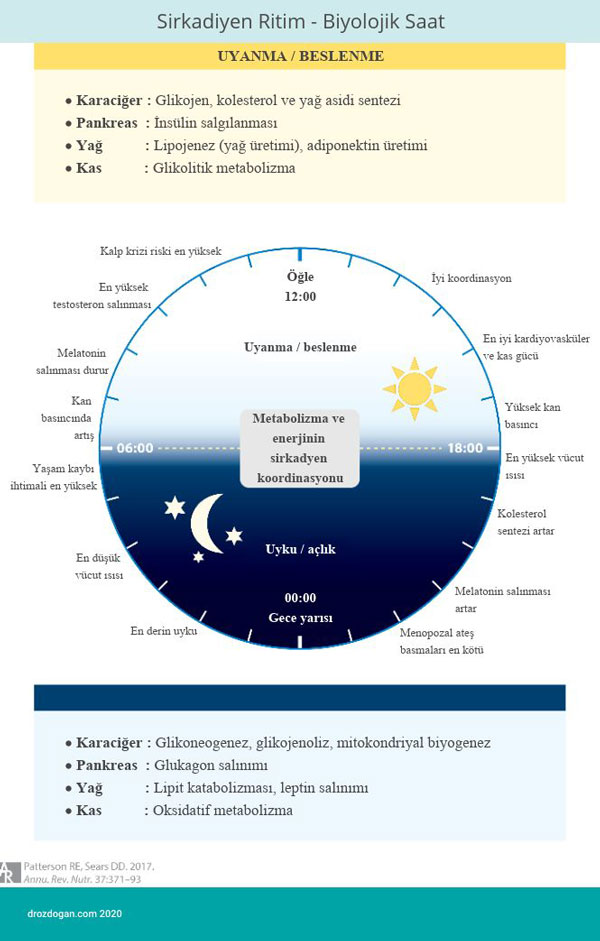 circadian rhythm biological clock