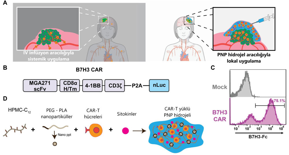 Injizierbare Hydrogele zur lokalen entzündlichen Platzierung und gemeinsamen Verabreichung von CAR-T-Zellen und Zytokinen für eine verbesserte Behandlung solider Tumoren