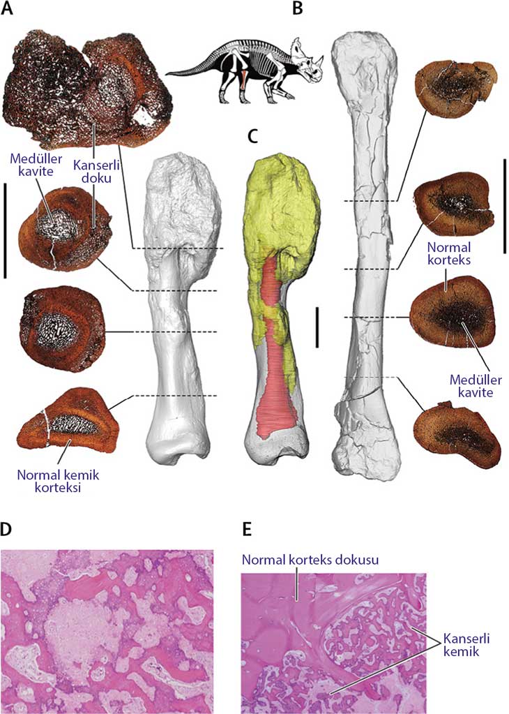 استخوان سرطانی مورد نظر، نازکنی یا استخوان بخش پایین پای دایناسور شاخدار centrosaurus apertus است که 76 میلیون سال پیش زندگی میکرد