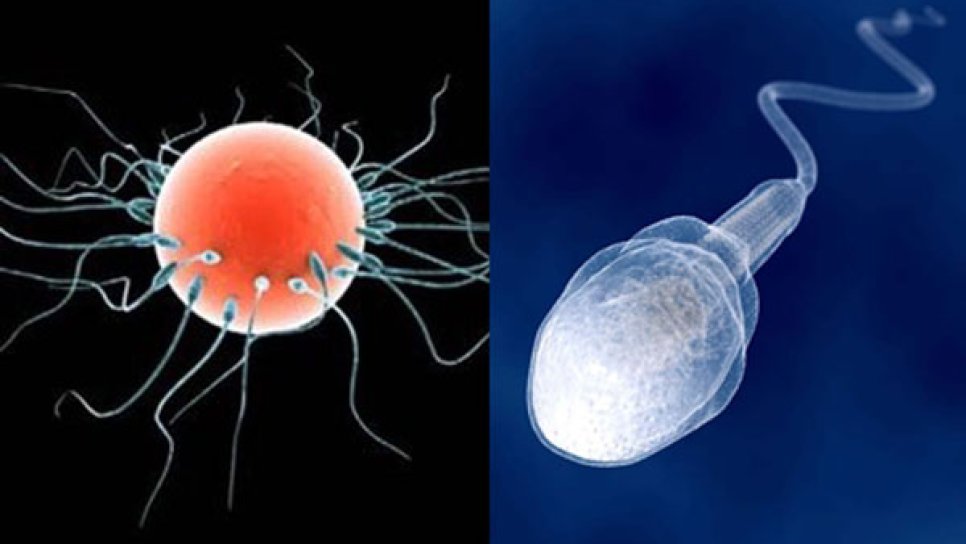 Discovery of Sperm 1678 – Parasites or Human Precursors?