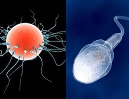 Sperm Keşfi 1678 – Parazit mi insan öncüsü mü?