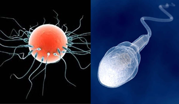 Uning spermatozoidlari menga quyildi