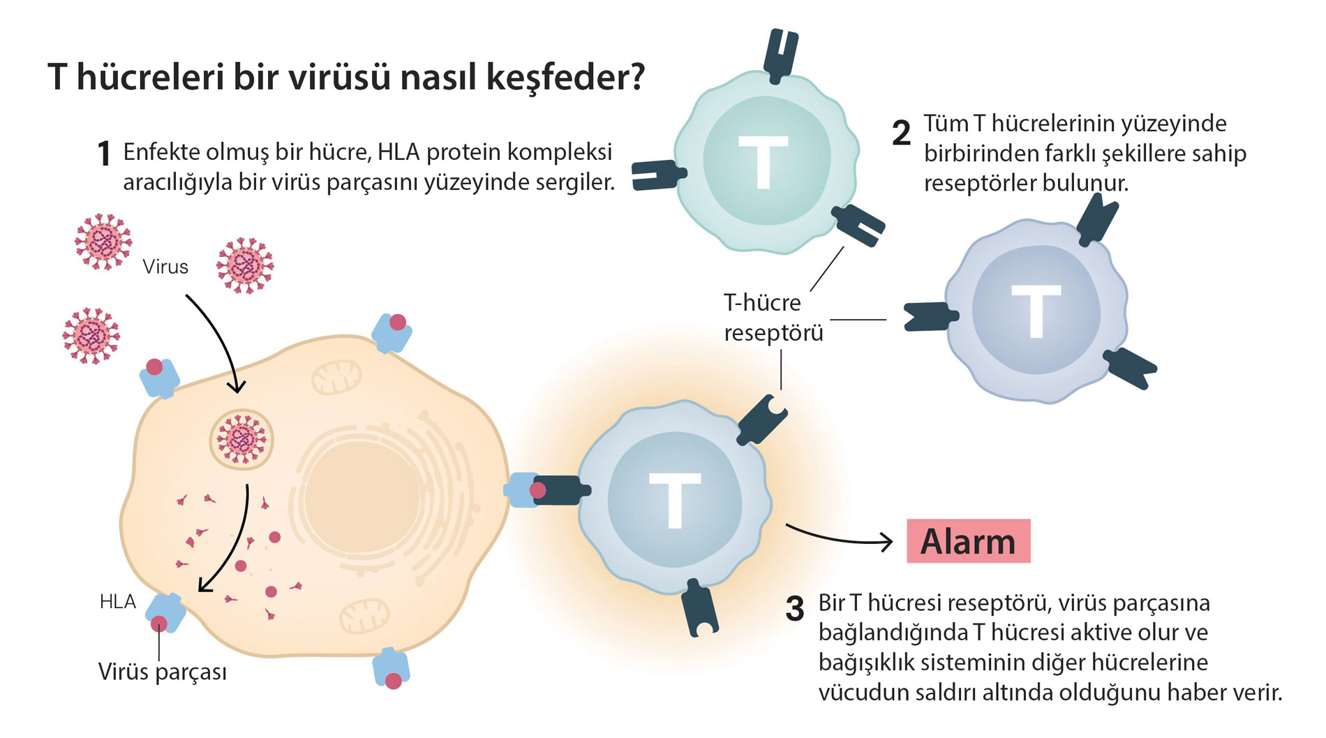 t hucreleri bir virusu nasil kesfeder nobel tip 2025 261384