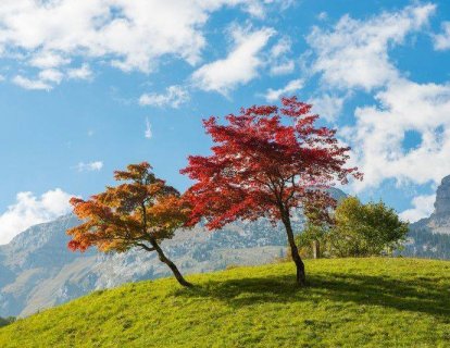 Erlotinib (Tarceva) Nedir?, FDA Onayı, Türkiye Ruhsatı ve Geri Ödeme Durumu