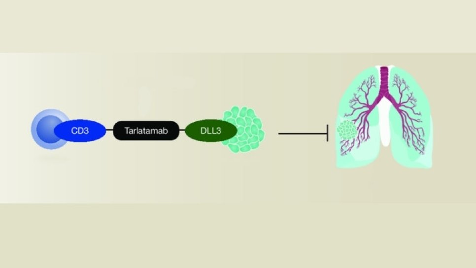 Sınıfının İlk İlacı Tarlatamab, Küçük Hücreli Akciğer Kanserinde FDA Onayı Aldı