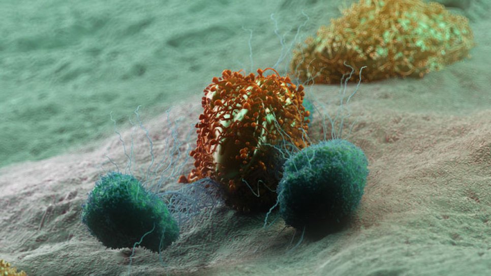 Atezolizumab (Tecentriq) Nedir? FDA Onayı, Türkiye Ruhsatı ve Geri Ödeme Durumu