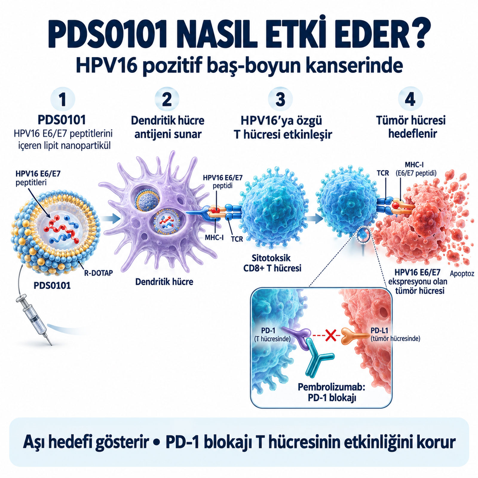 tedavi edici hpv asisi pds0101 etki mekanizmasi gorseli hpv16 e6e7 peptitlerinin dendritik hucreye