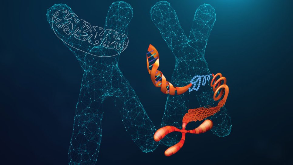 Telomerlerin Mitokondri ile Haberleşmesinin Keşfi – Kanser Tedavisi için Yeni Bir Açılım
