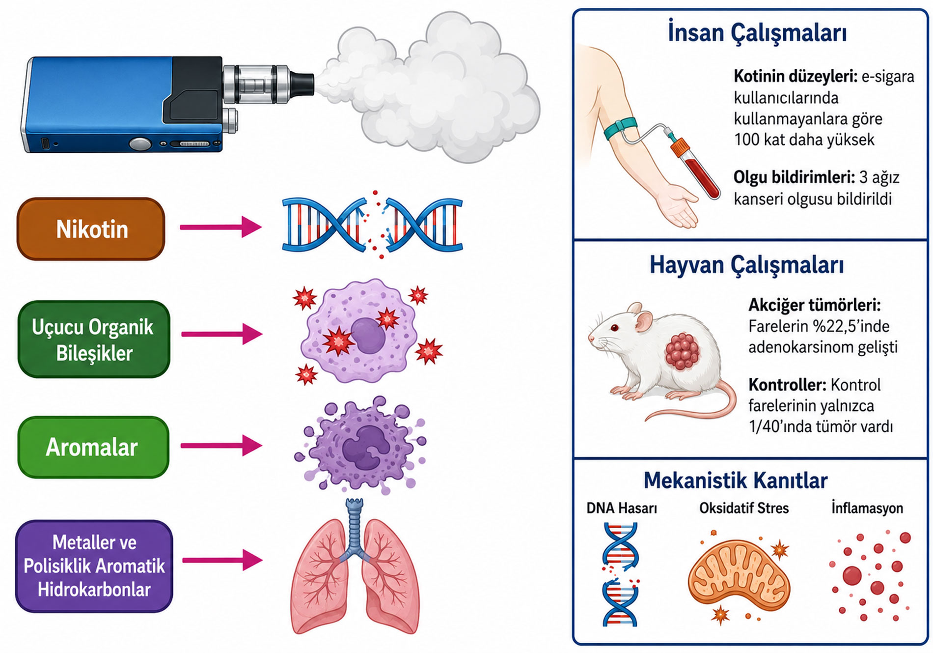 The carcinogenicity of e-cigarettes: a qualitative risk assessment — grafische Zusammenfassung, März 2026; verursachen E-Zigaretten Krebs?