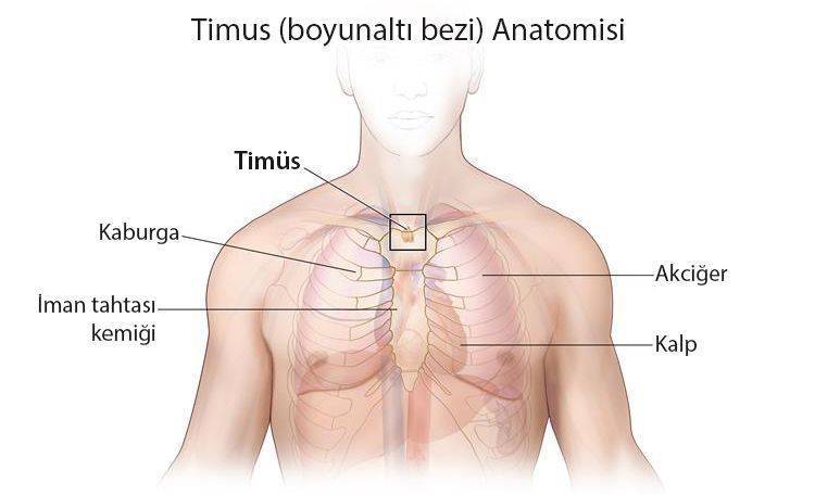 timus boyunalti bezi anatomisi 599965
