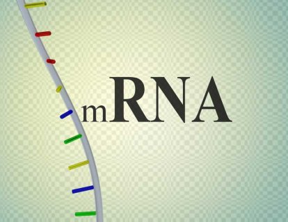 Tıpta yeni bir devir başlıyor: mRNA aşıları!