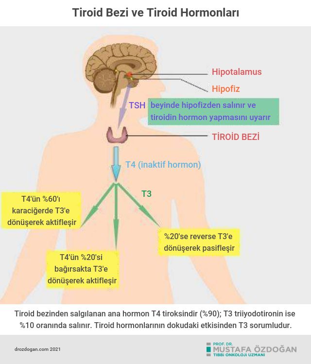 tiroid bezi nedir nasil calisir fonksiyonlari t3 t4 hormonlari serbest 900648