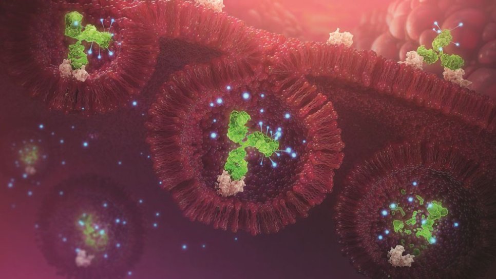 Trastuzumab Derukstekan (Enhertu) Nedir? FDA Onayı, Türkiye Ruhsatı ve Geri Ödeme Durumu