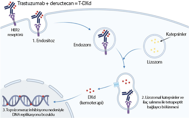 trastuzumab deruxtecan nedir etki mekanizmasi enhertu 943200