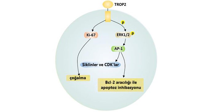 trop2 aracili apoptoz ve cogalma sinyalleri 191640